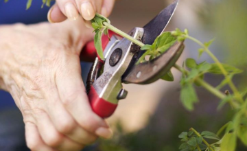 PilotBZ Service Dummy - ப்ரூனர்